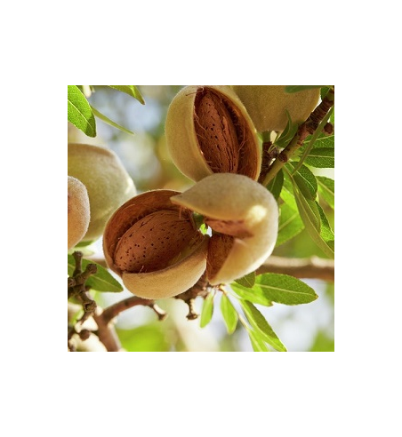 Almond Oil