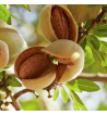 Almond Oil