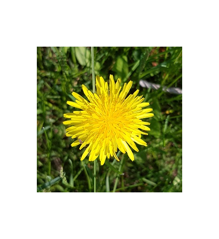 Dandelion Dried Ritual Herb