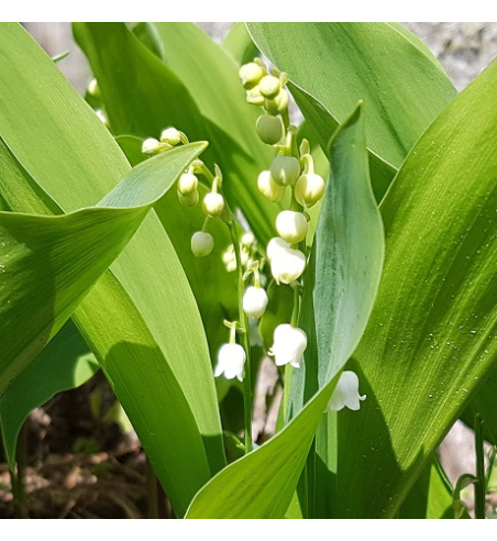 Lily of the Valley Oil