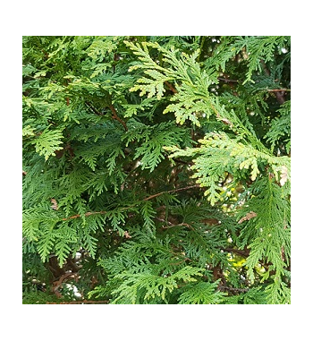 Cedar Oil