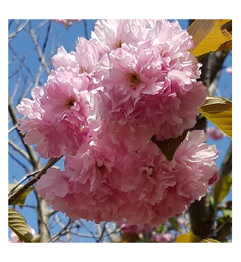 Cherry Blossom Oil