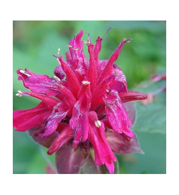 Bergamot Incense