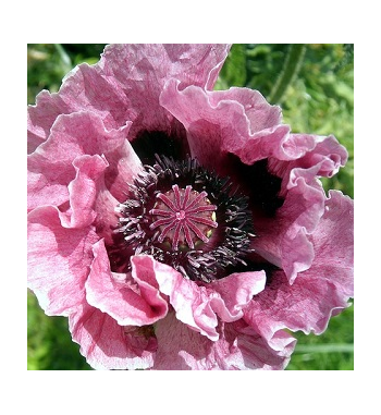 Black Opium Incense