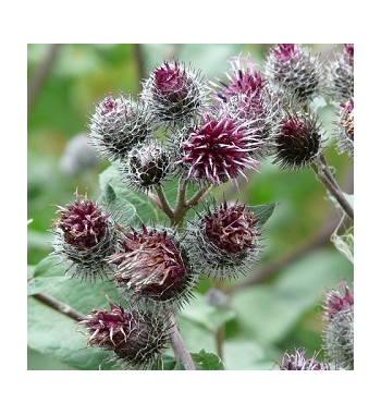 Burdock Root Dried Ritual Herb