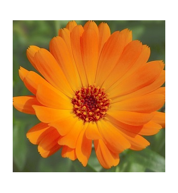 Calendula Dried Ritual Herb