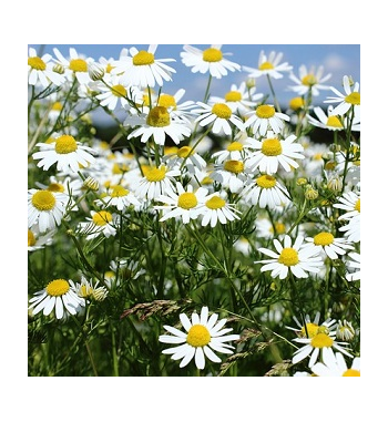 Chamomile Dried Ritual Herb