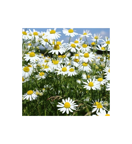 Chamomile Oil