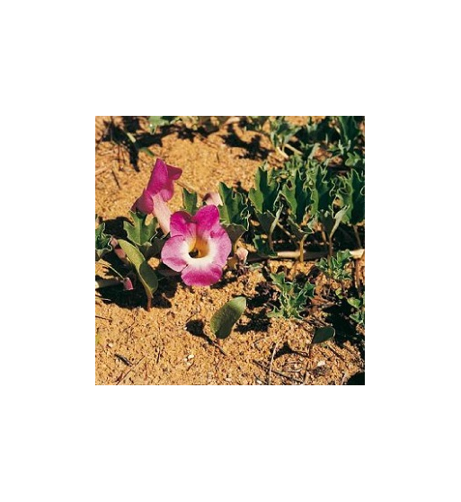 Devil's Claw Root Dried Ritual Herb Devil's Claw Root Dried Ritual Herb