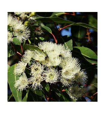 Eucalyptus Incense