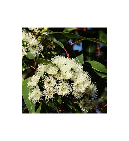 Eucalyptus Oil