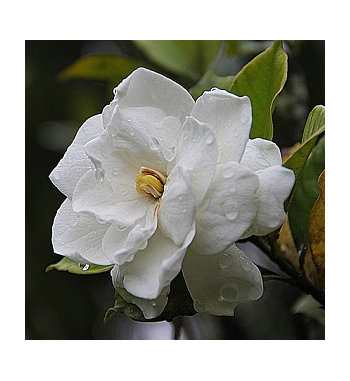 Gardenia Oil