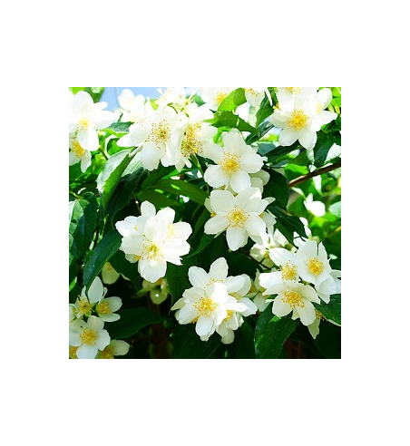 Jasmine Oil