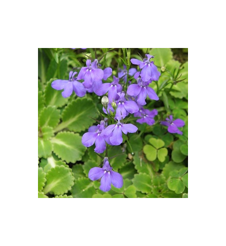 Lobelia Dried Ritual Herb