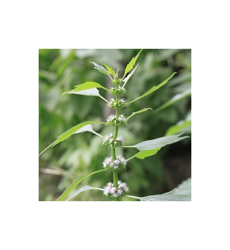 Motherwort Dried Ritual Herb