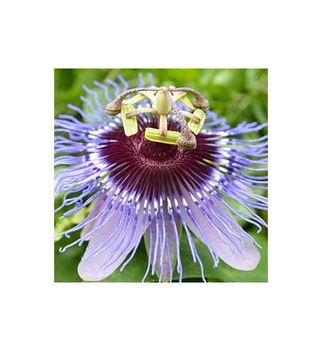 Passion Flower Dried Ritual Herb