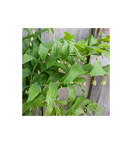 Solomon's Seal Root Dried Ritual Herb