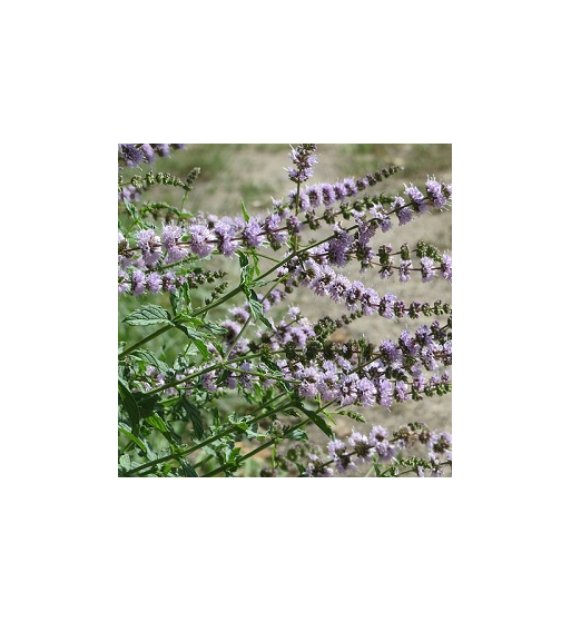 Spearmint Oil Spearmint Oil
