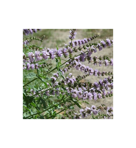 Spearmint Oil
