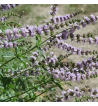 Spearmint Oil