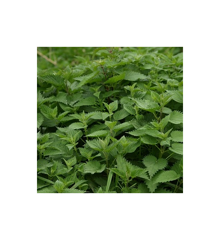 Stinging Nettle Dried Ritual Herb