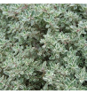 Thyme Oil