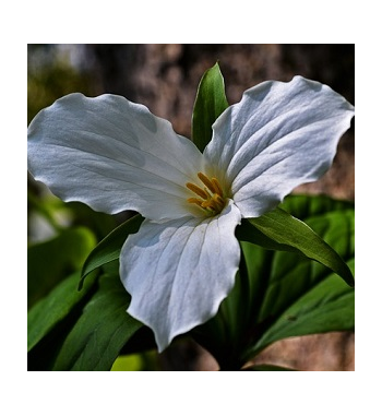 Beth Root Dried Ritual Herb