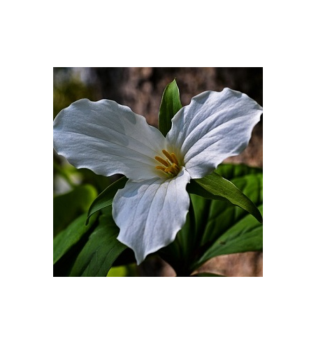 Beth Root Dried Ritual Herb