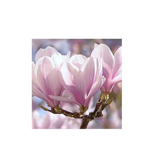 Magnolia Oil