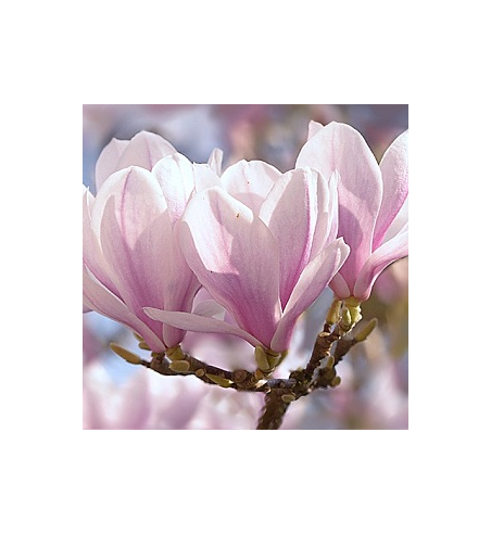 Magnolia Oil