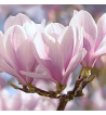 Magnolia Oil
