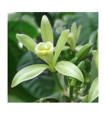 Vanilla Dried Ritual Herb