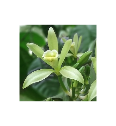 Vanilla Oil