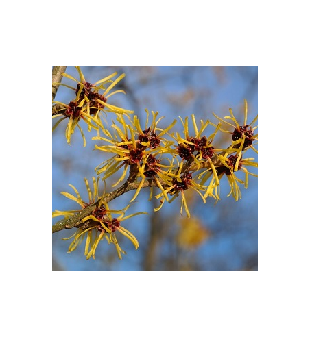 Witch Hazel Dried Ritual Herb
