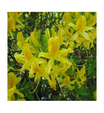 Honeysuckle Incense