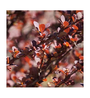 Barberry Root Dried Ritual Herb