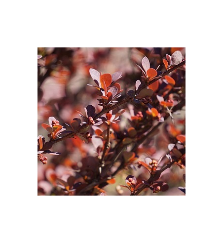 Barberry Root Dried Ritual Herb