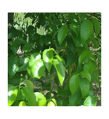 Cinnamon Leaf Oil