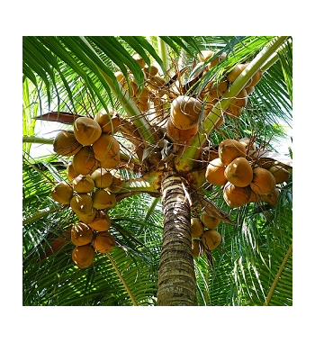 Coconut Incense