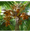 Coconut Incense