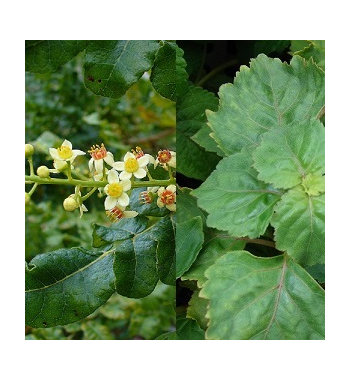 Frankincense & Patchouli Incense