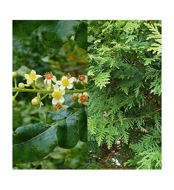 Frankincense & Cedar Incense