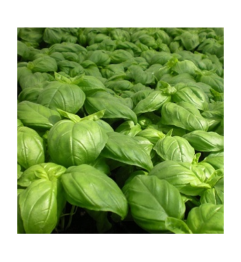 Basil Oil