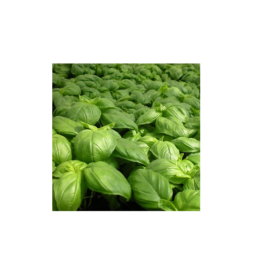 Basil Oil