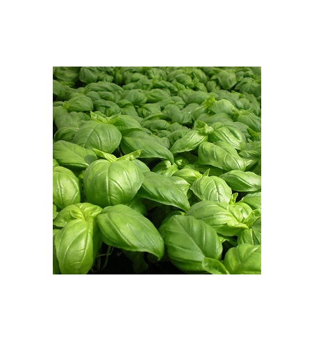 Basil Oil