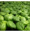 Basil Oil