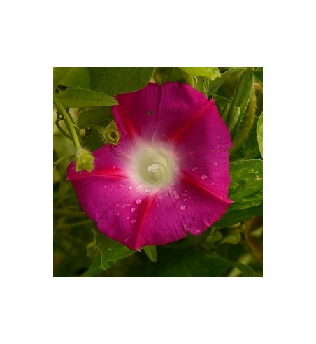 High John Root Dried Ritual Herb