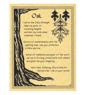 Oak Tree Poster