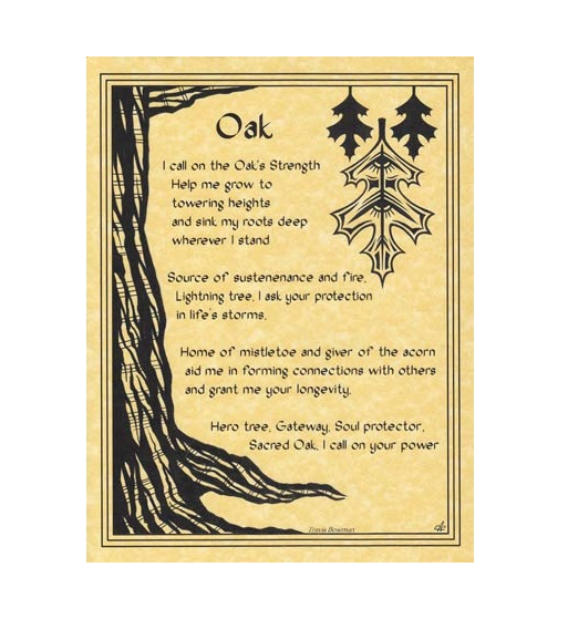 Oak Tree Poster